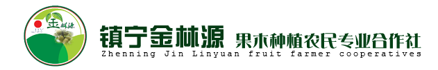 六马李子苗圃|六马蜂糖李|六马四月李|六马香脆李 镇宁金林源果木种植农民专业合作社