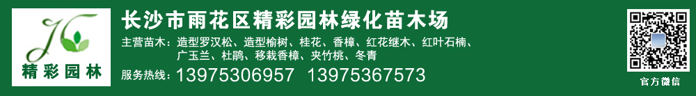 湖南苗木基地|湖南桂花树价格|湖南造型罗汉松|湖南桂花价格|湖南移栽香樟|湖南苗木|茶花价格-长沙市雨花区精彩园林绿化苗木场