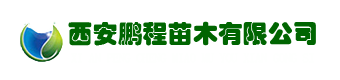 陕西白皮松价格-蓝田白皮松树苗-西安鹏程白皮松苗木基地-西安鹏程苗木有限公司